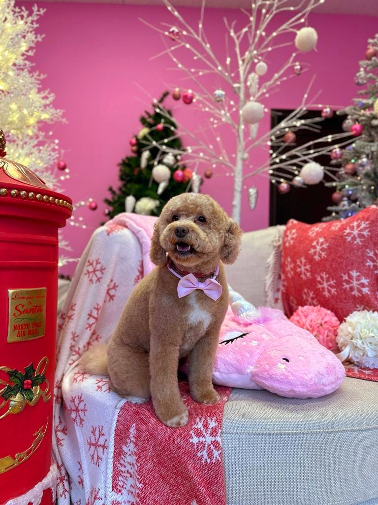 xmas dog