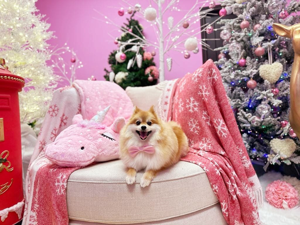 xmas dog