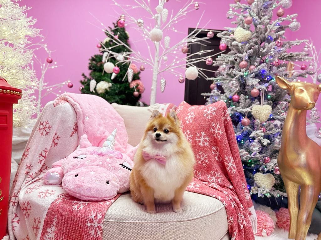 xmas dog