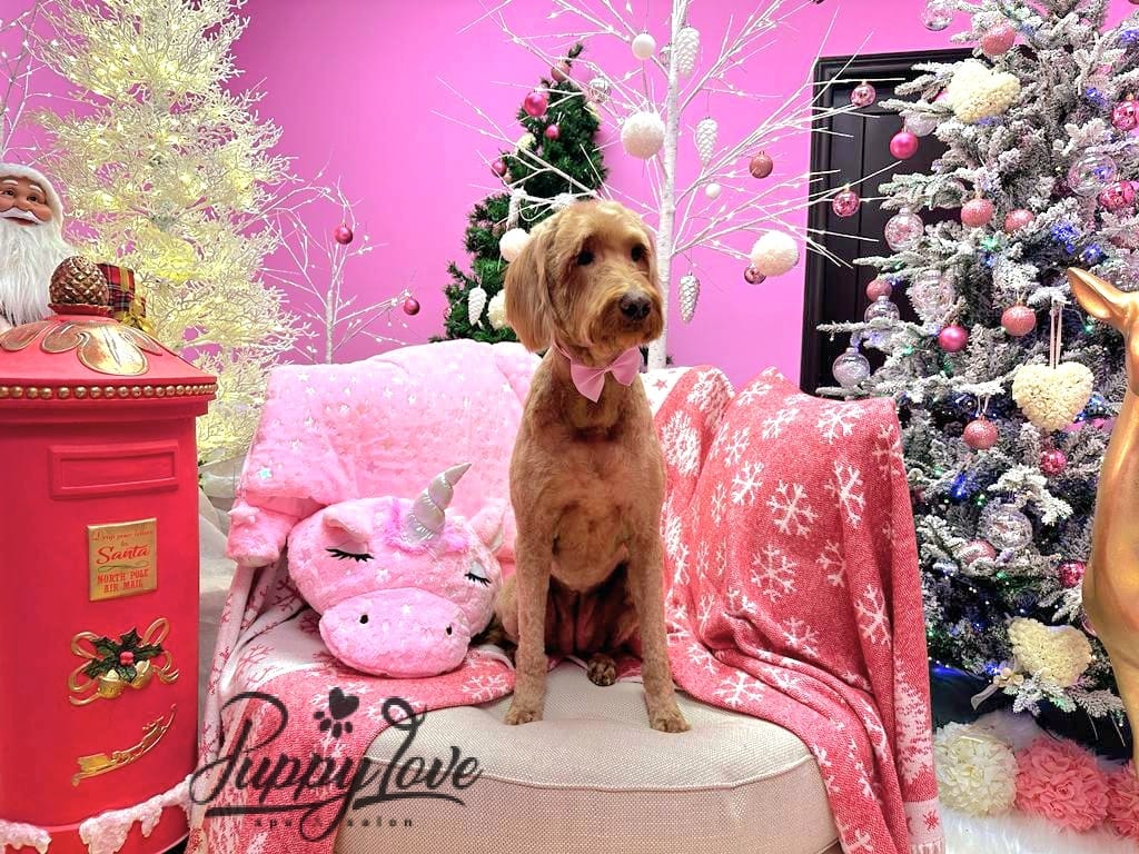 xmas-dog-13