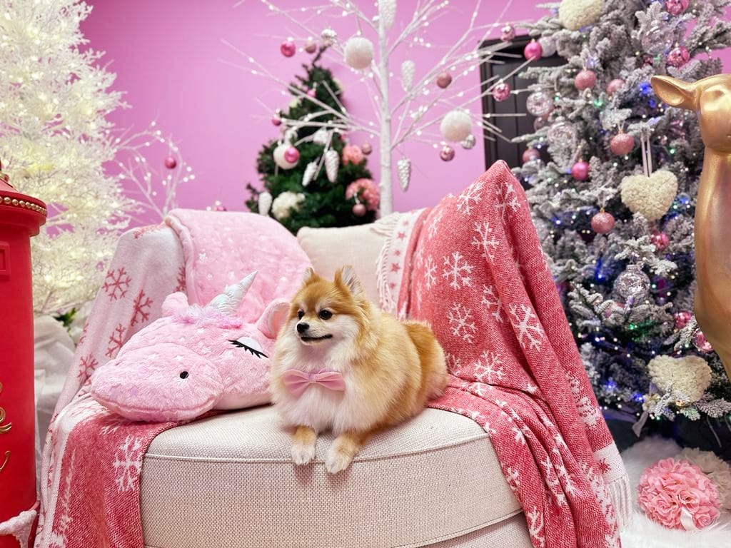xmas dog
