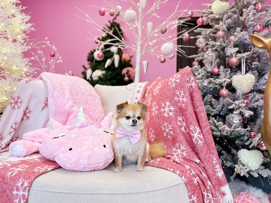 xmas dog