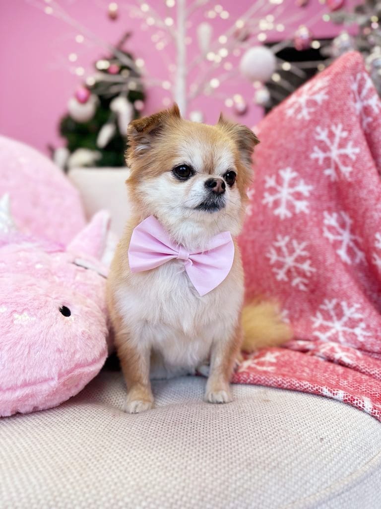 xmas dog