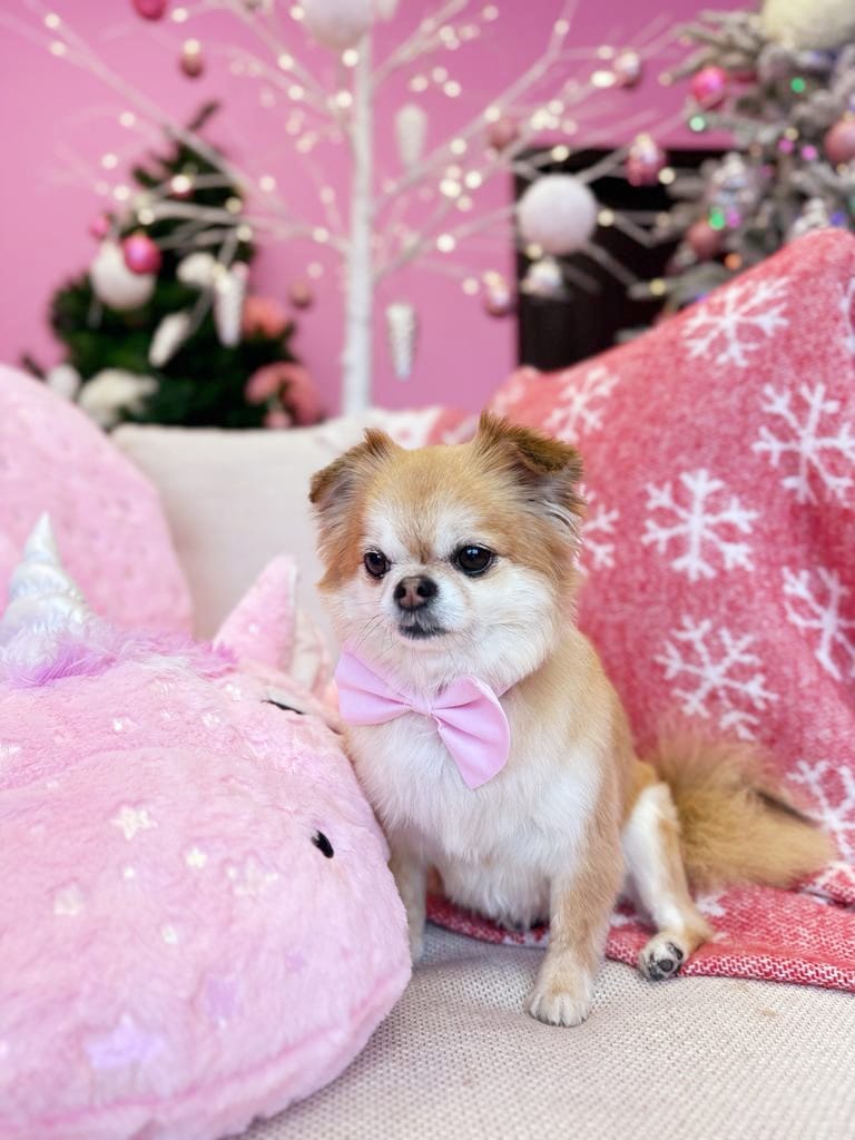 xmas dog