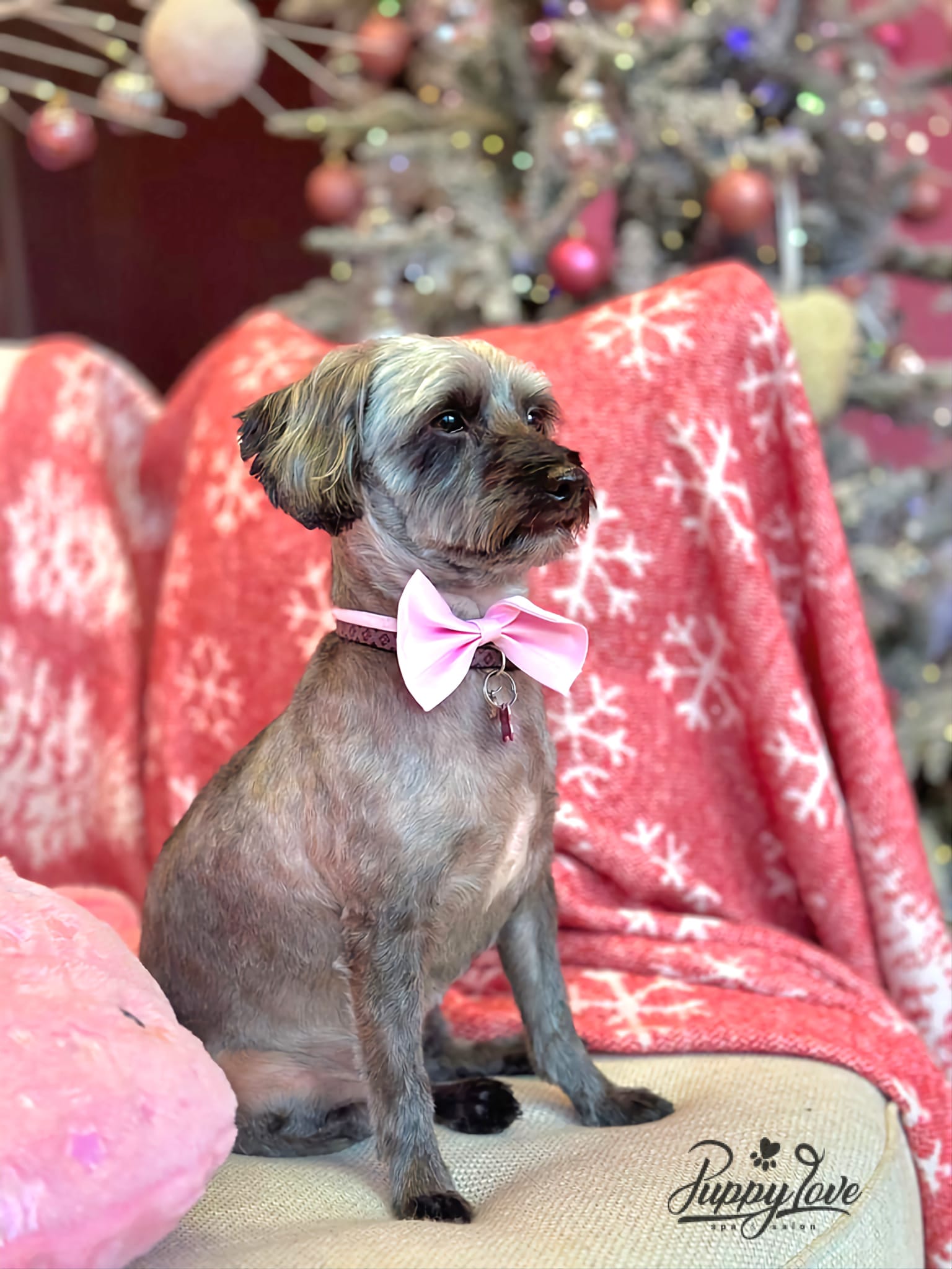 xmas-dog-14