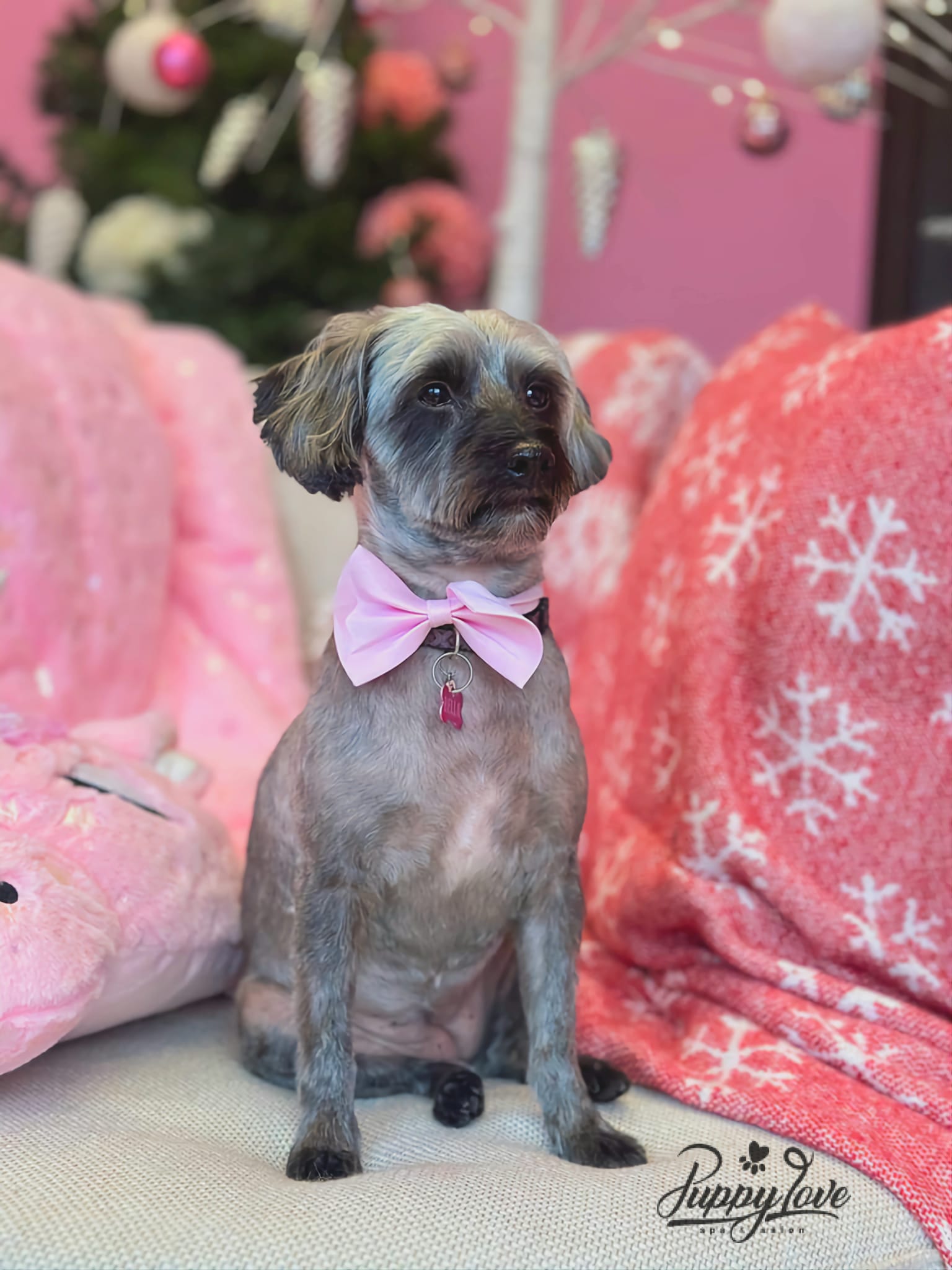 xmas-dog-15