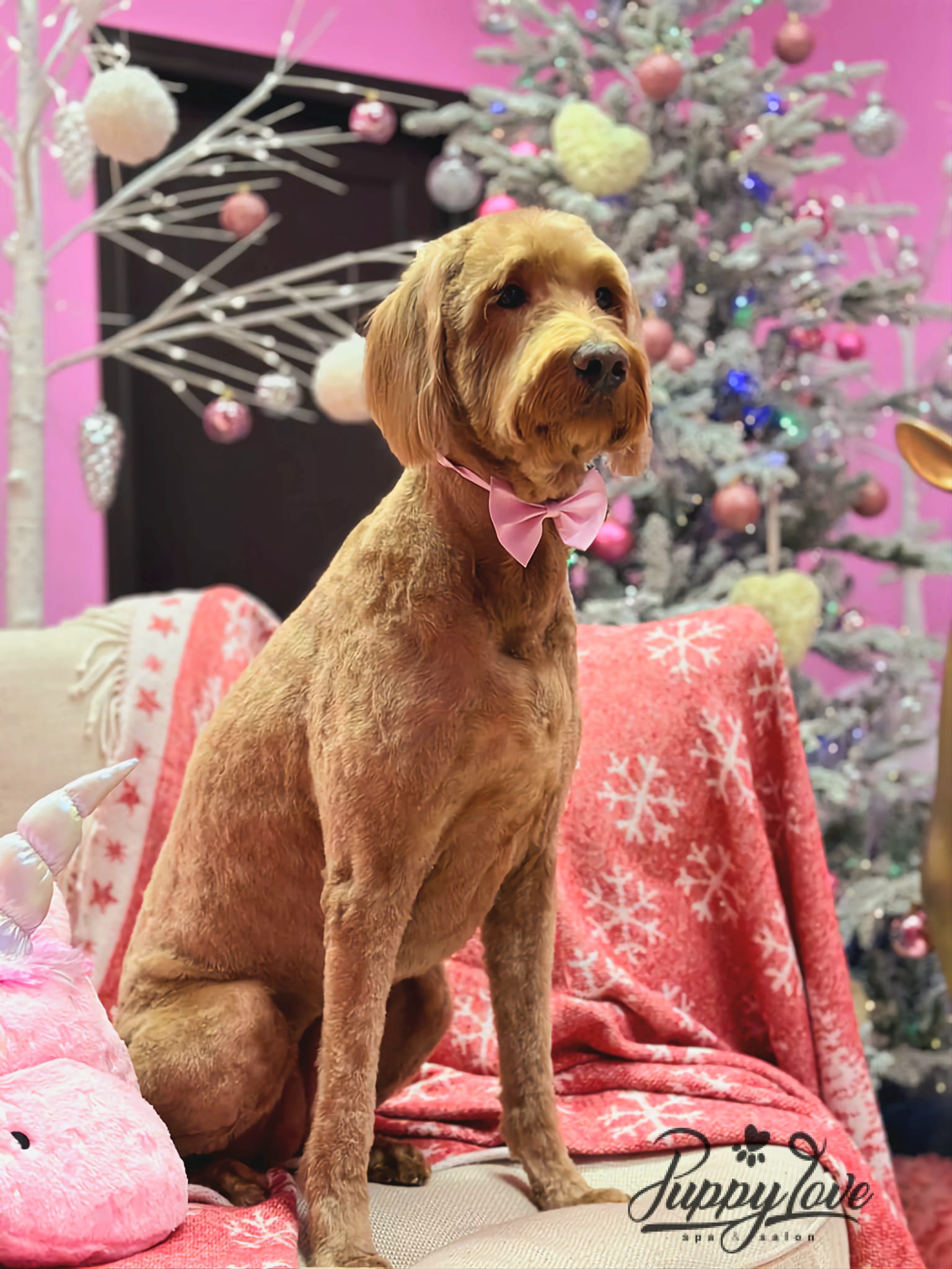 xmas-dog-16