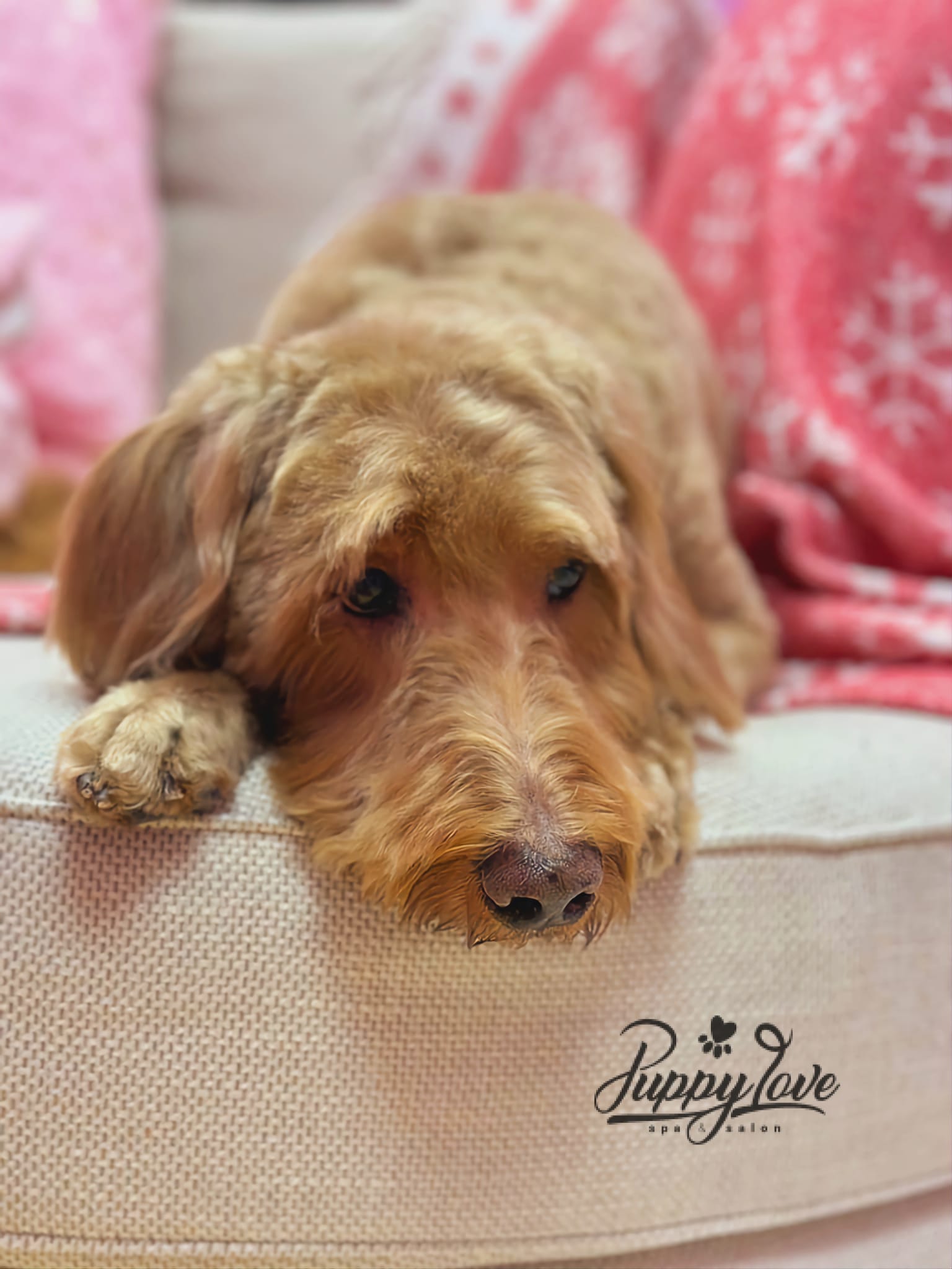 xmas-dog-17
