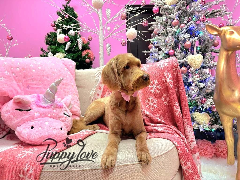 xmas-dog-18