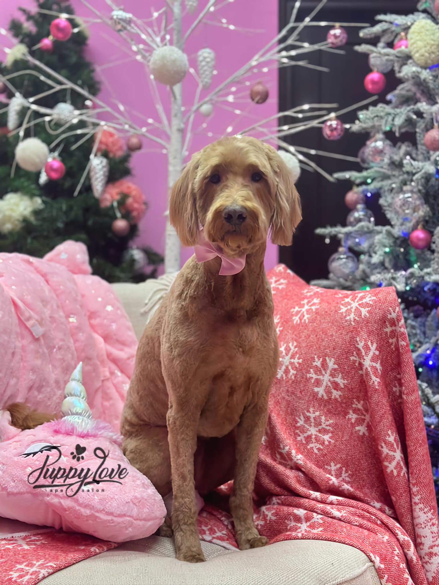 xmas-dog-19