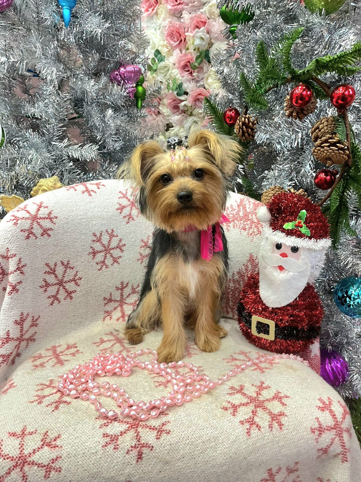christmas dog 306
