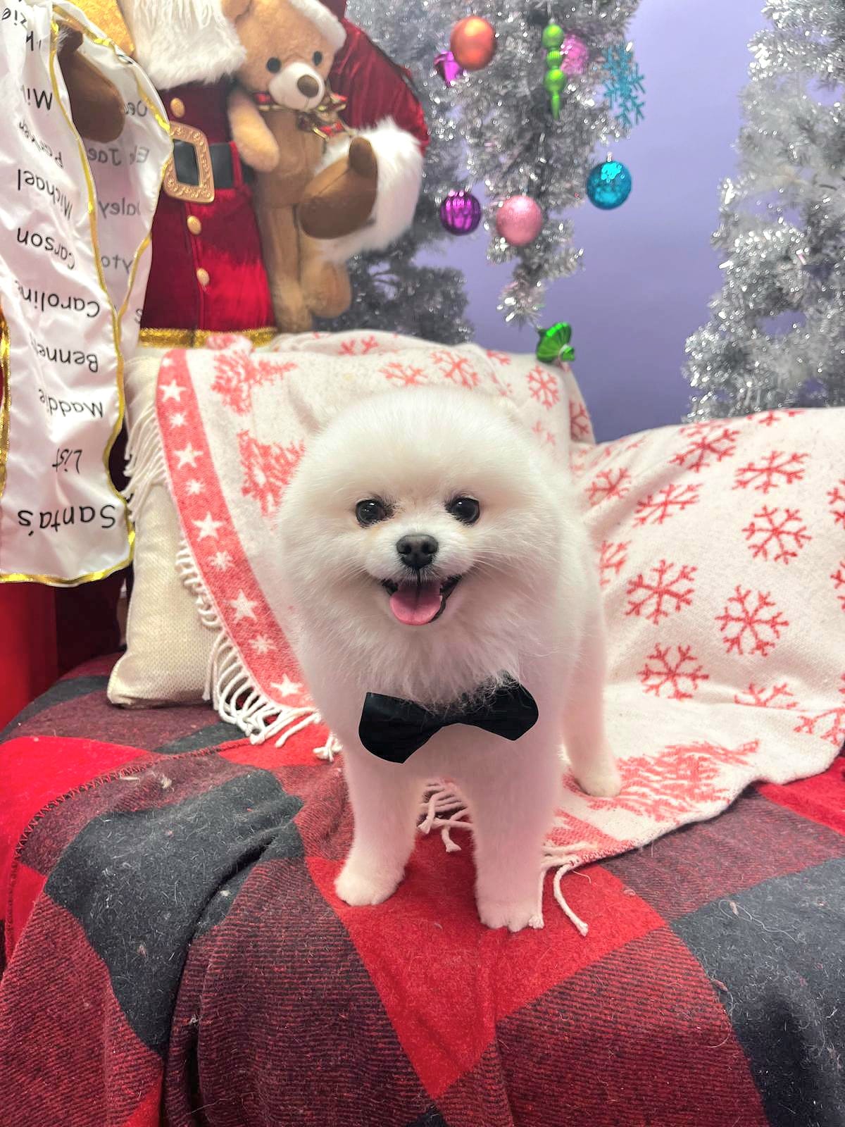dog 257
