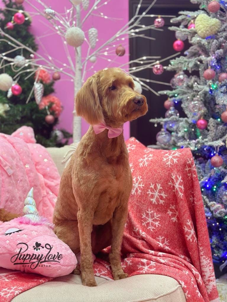 xmas-dog-20