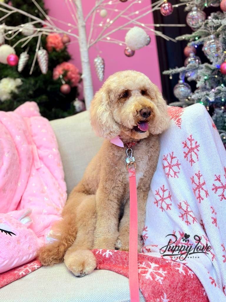 xmas-dog-21