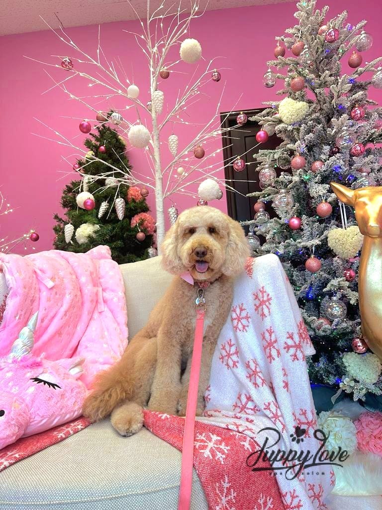 xmas-dog-23