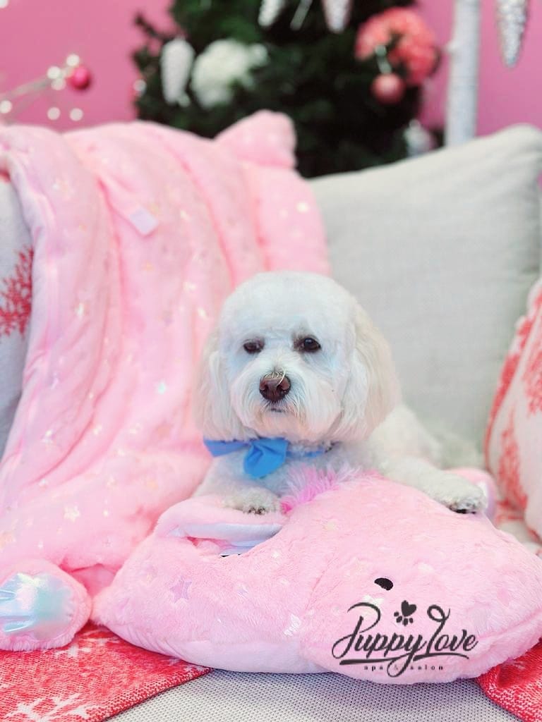 xmas-dog-24