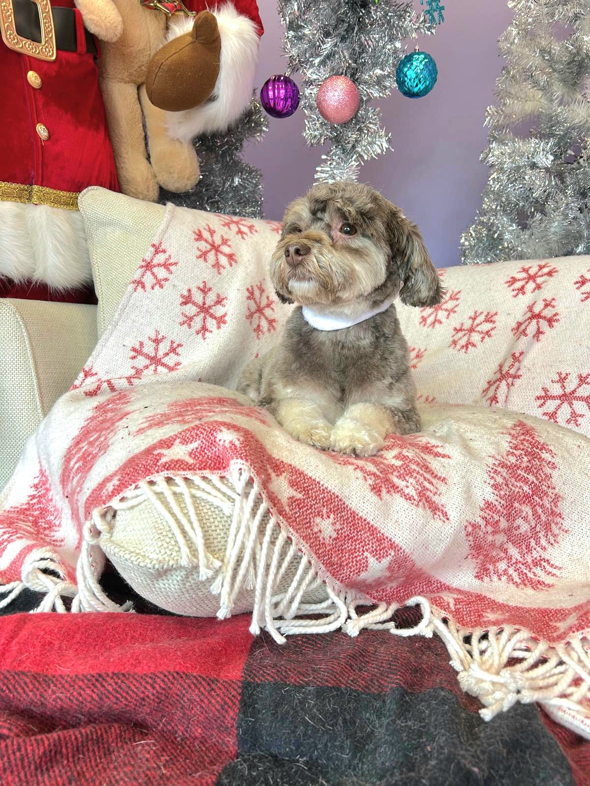 christmas dog 3267