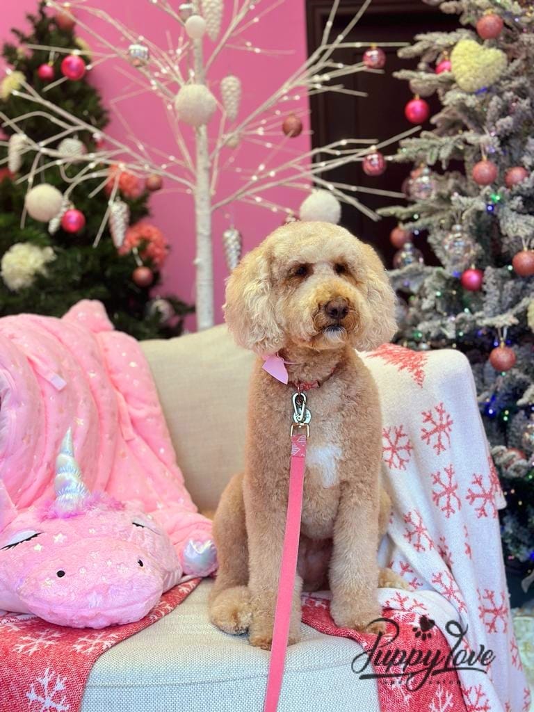 xmas-dog-26