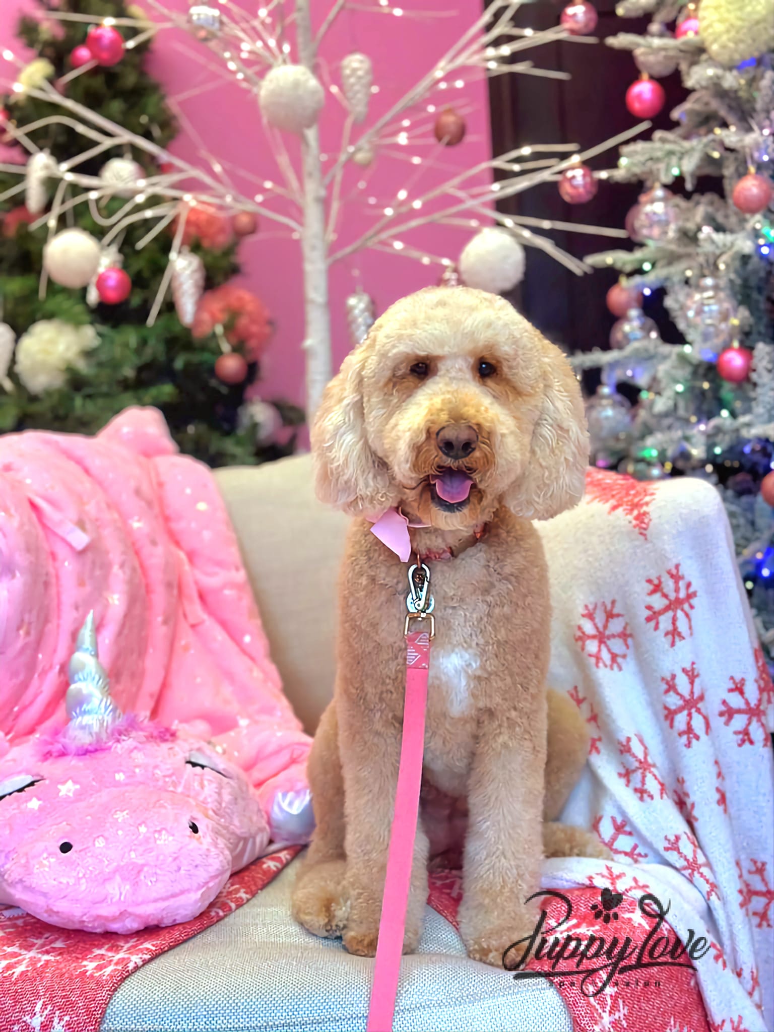 xmas-dog-26