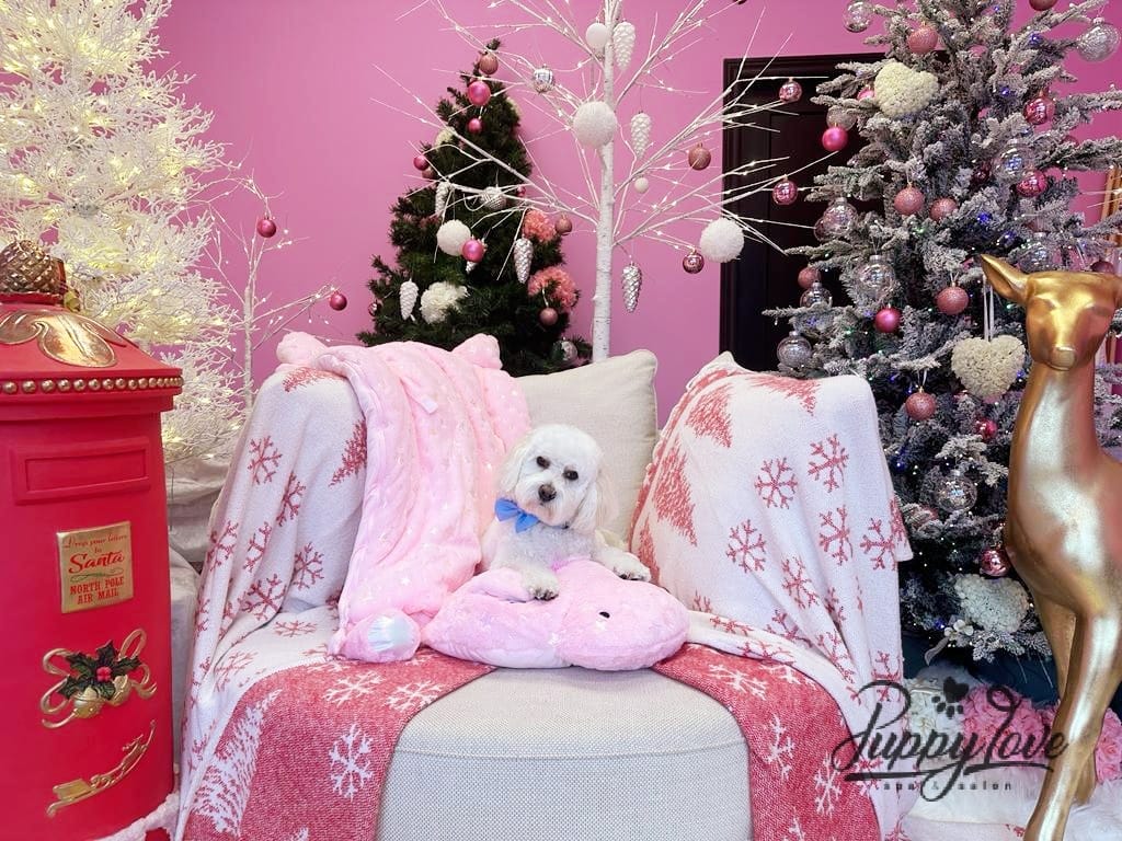 xmas-dog-28