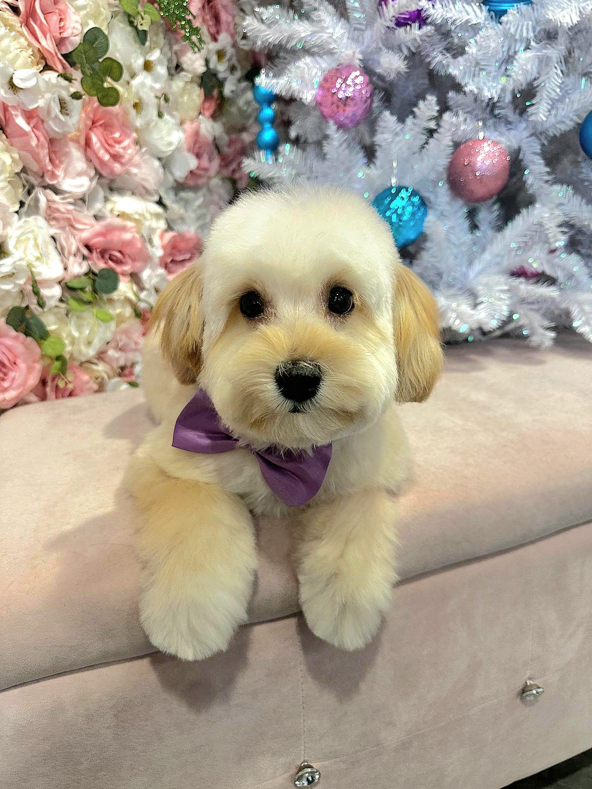 christmas dog 272