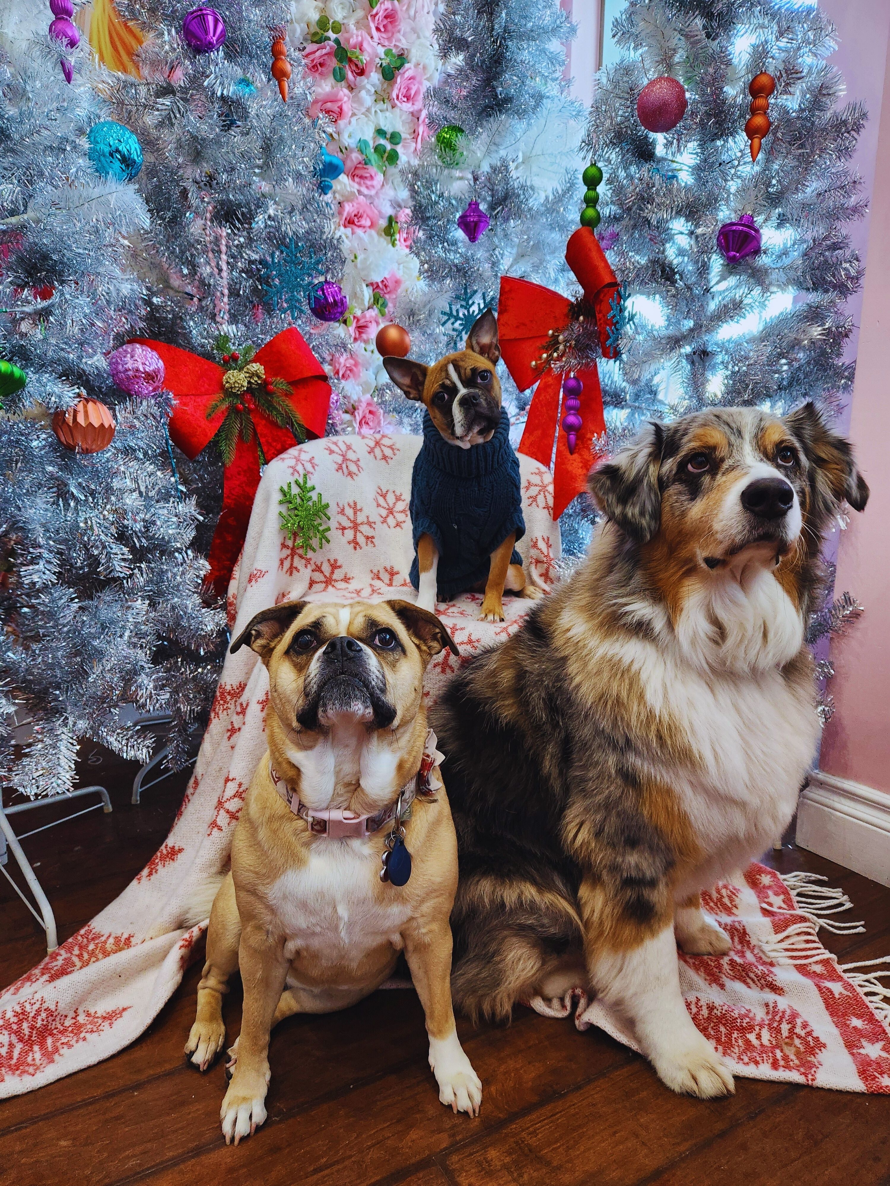 Puppy Love Christmas Photo Gallery