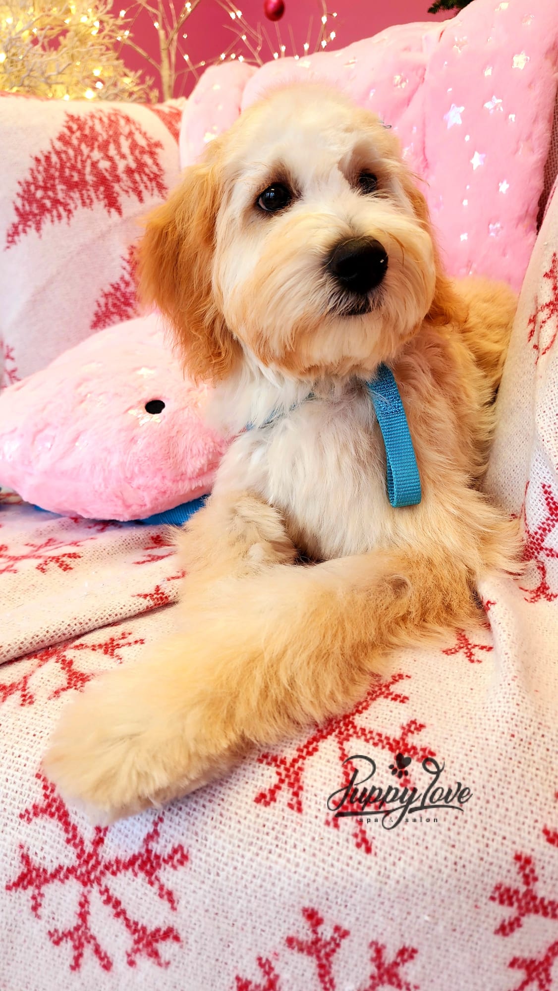 xmas-dog-3