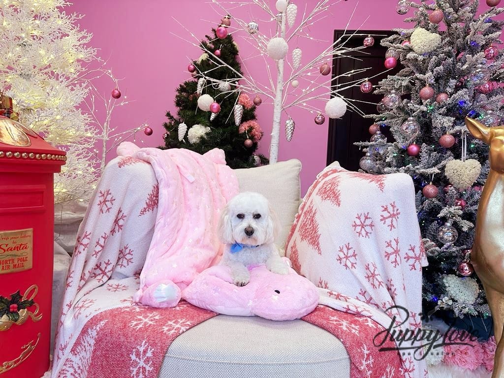 xmas-dog-30
