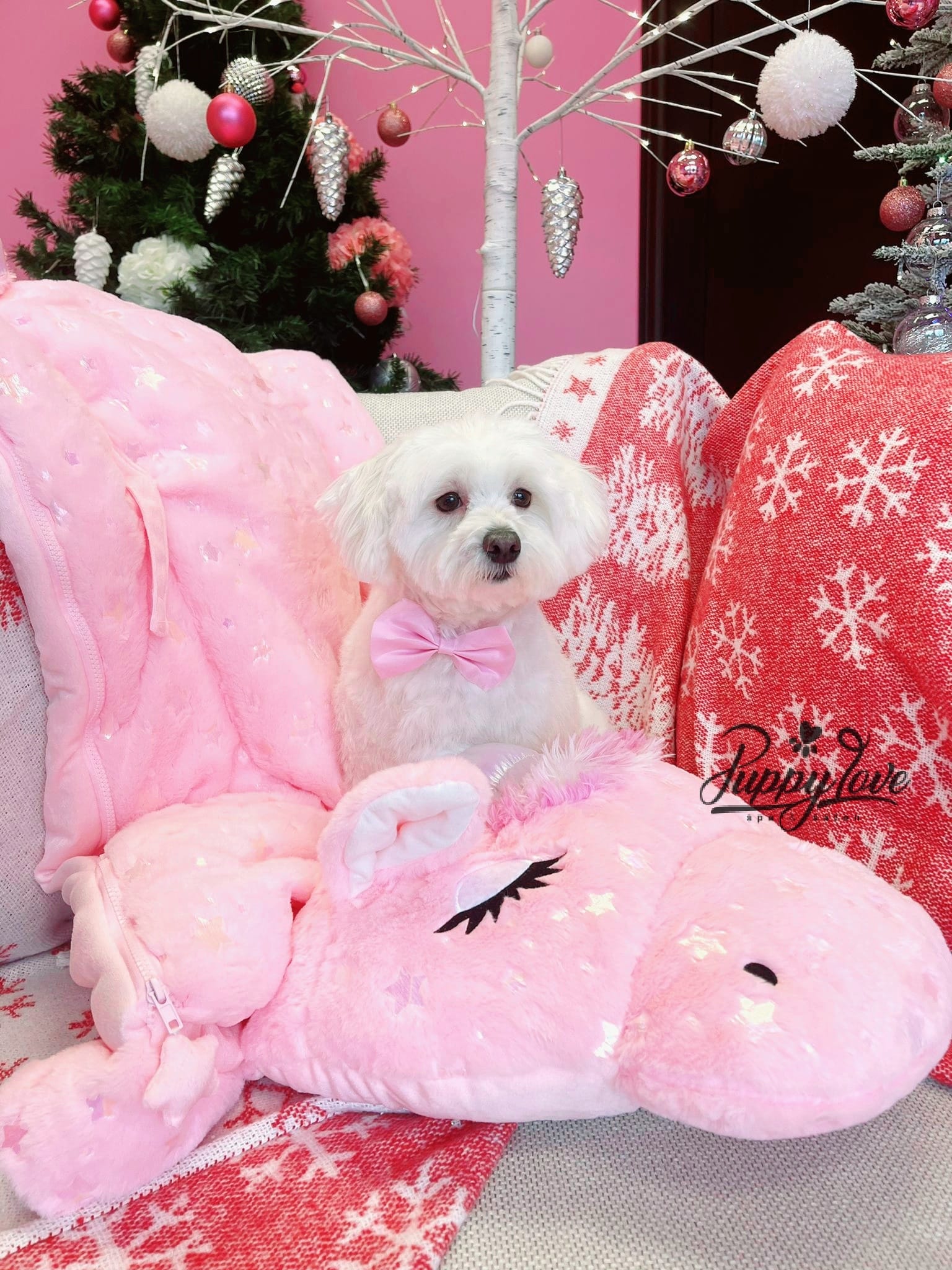 xmas-dog-41
