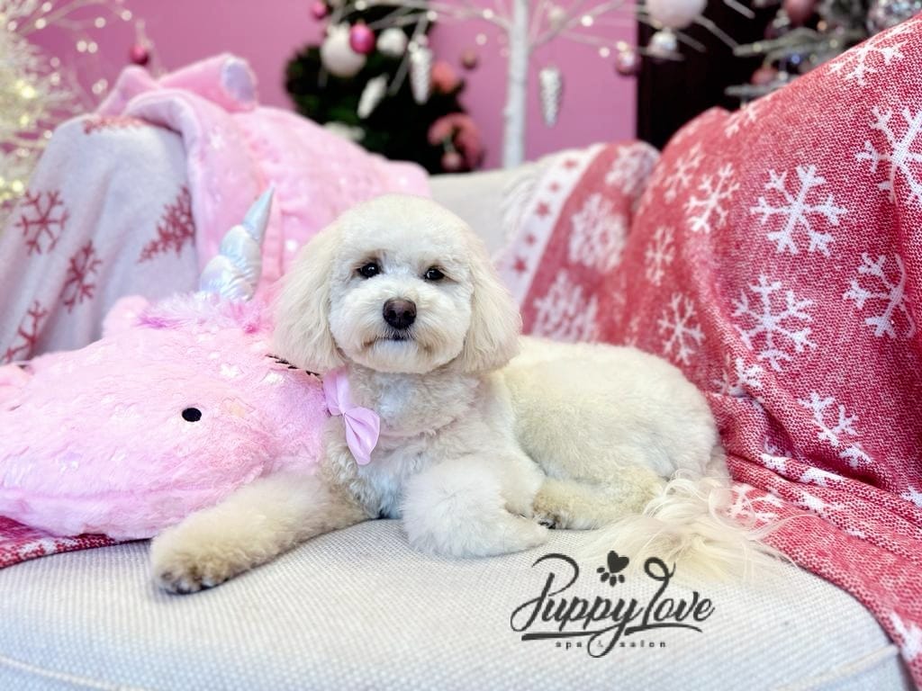 xmas-dog-4