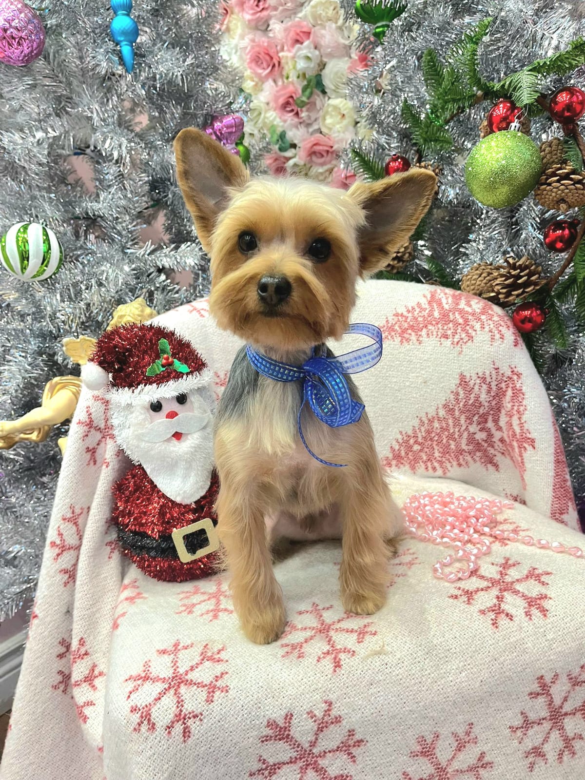 christmas dog 299