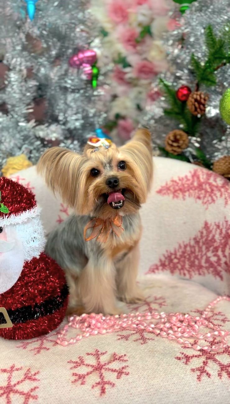 christmas dog 296