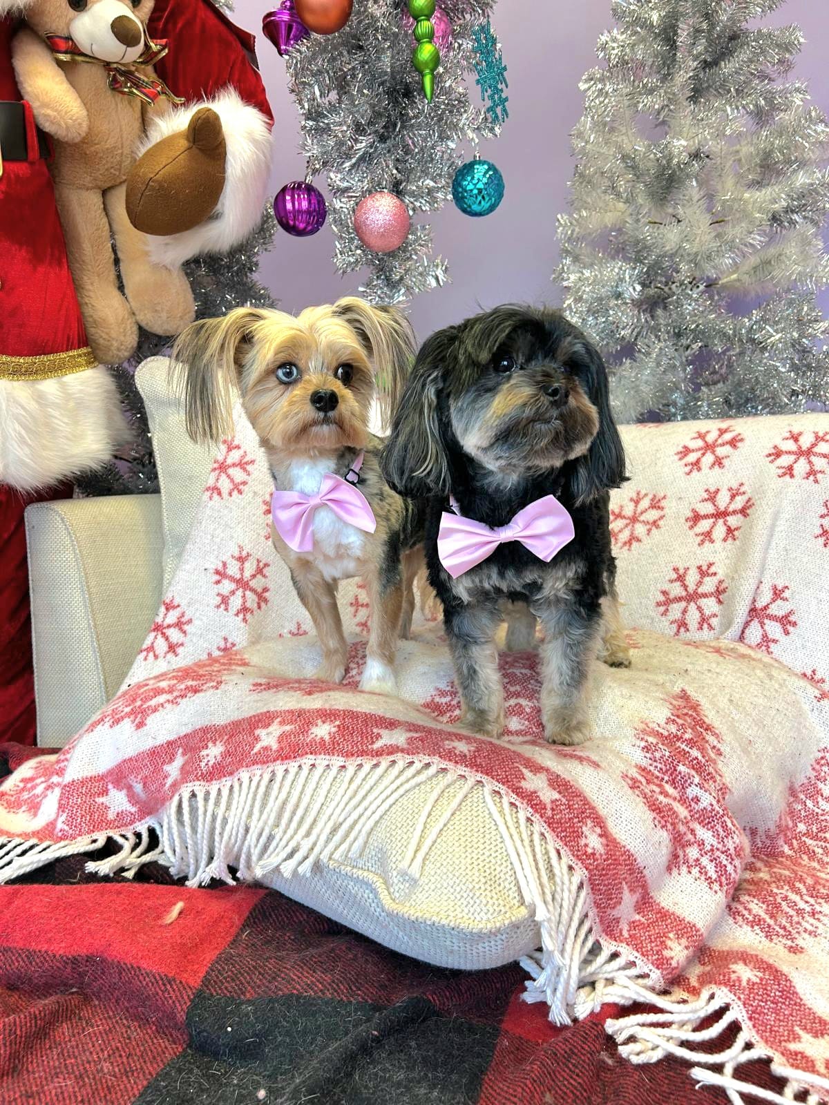 christmas dog 321