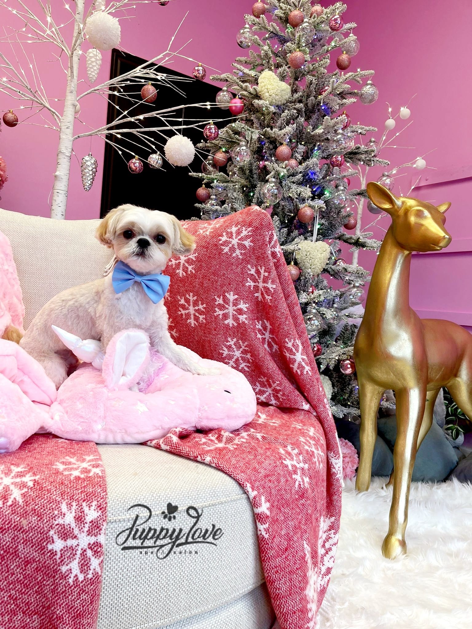 xmas-dog-50