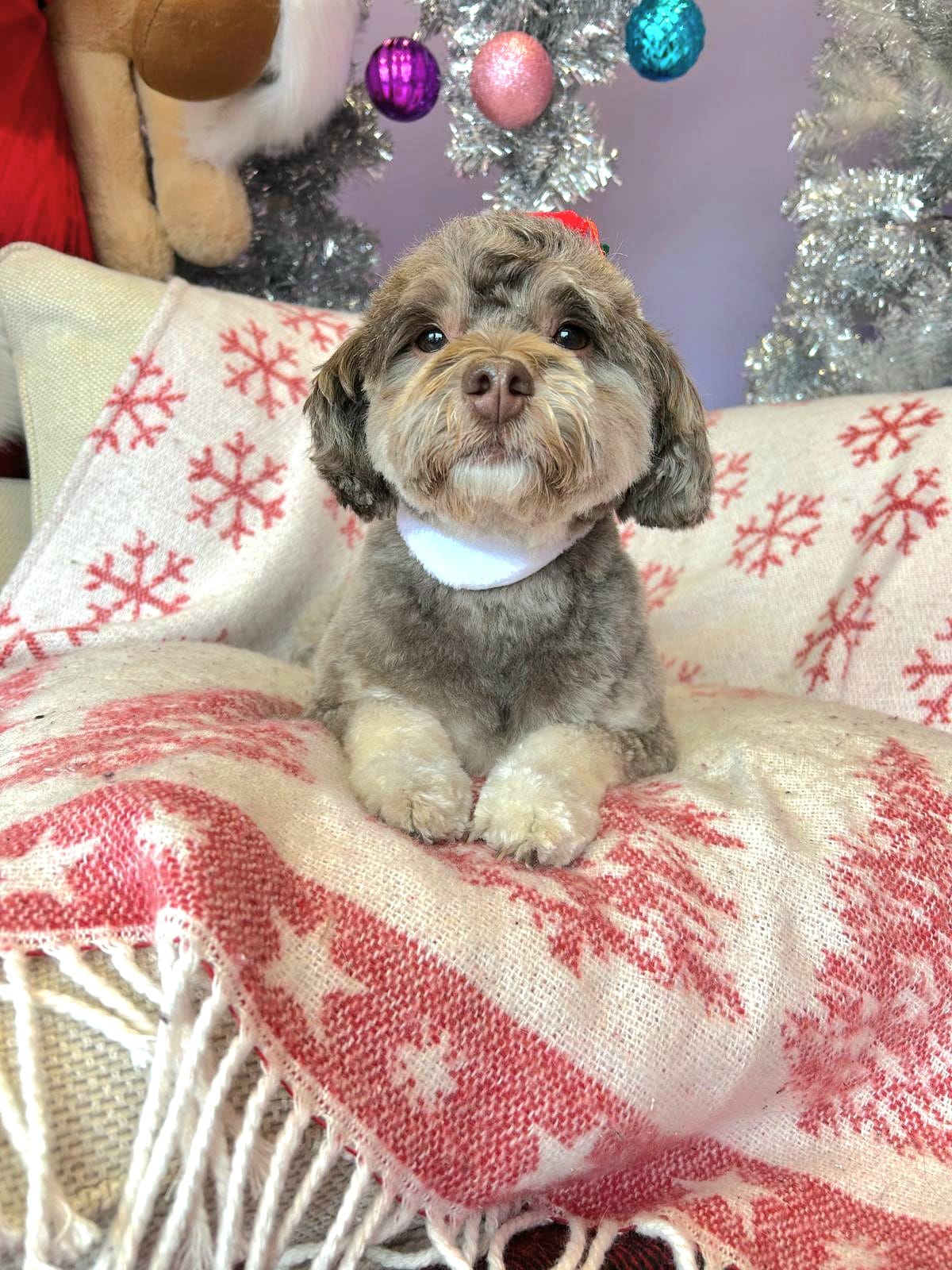 christmas dog 328