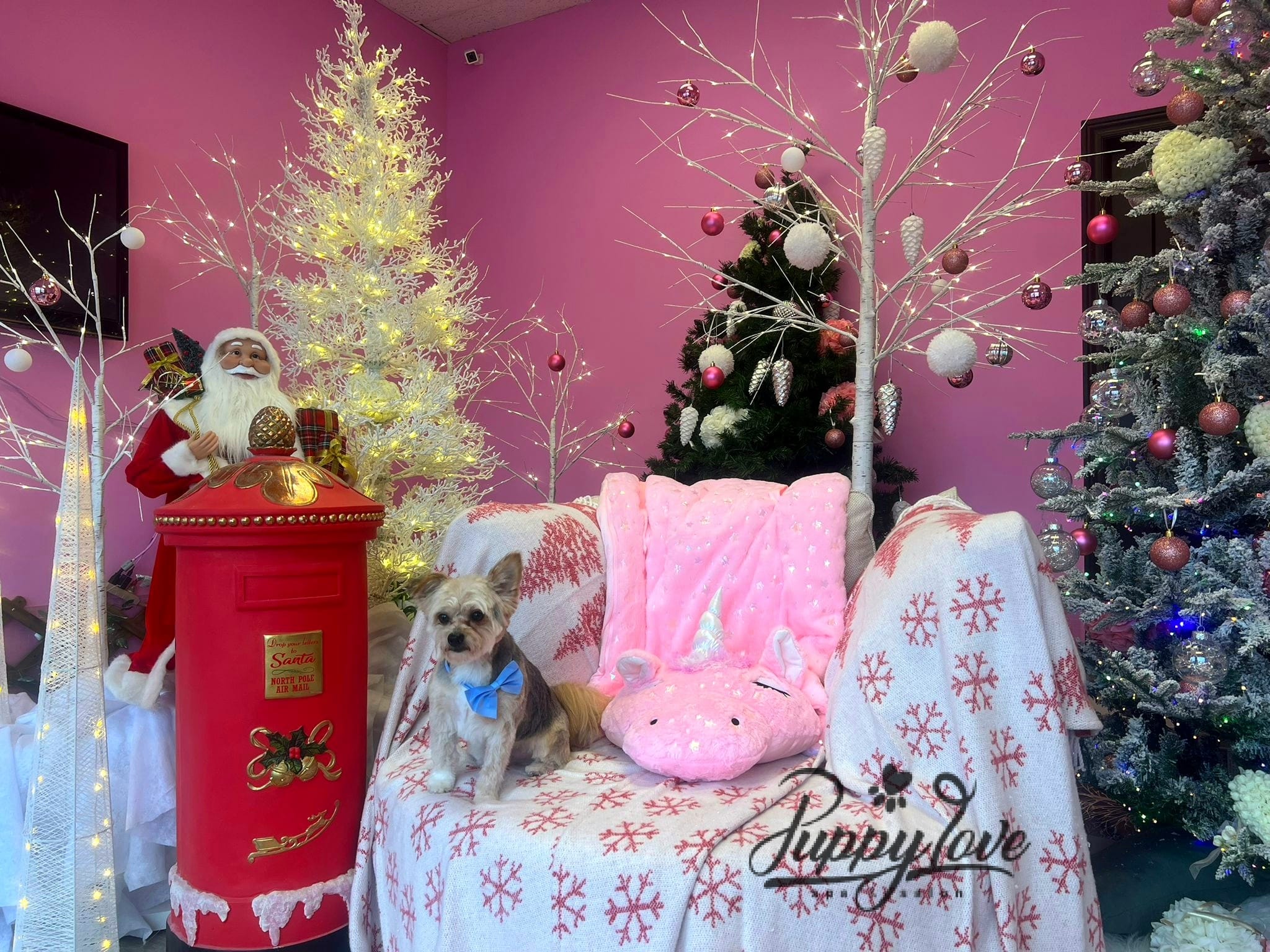 xmas-dog-4