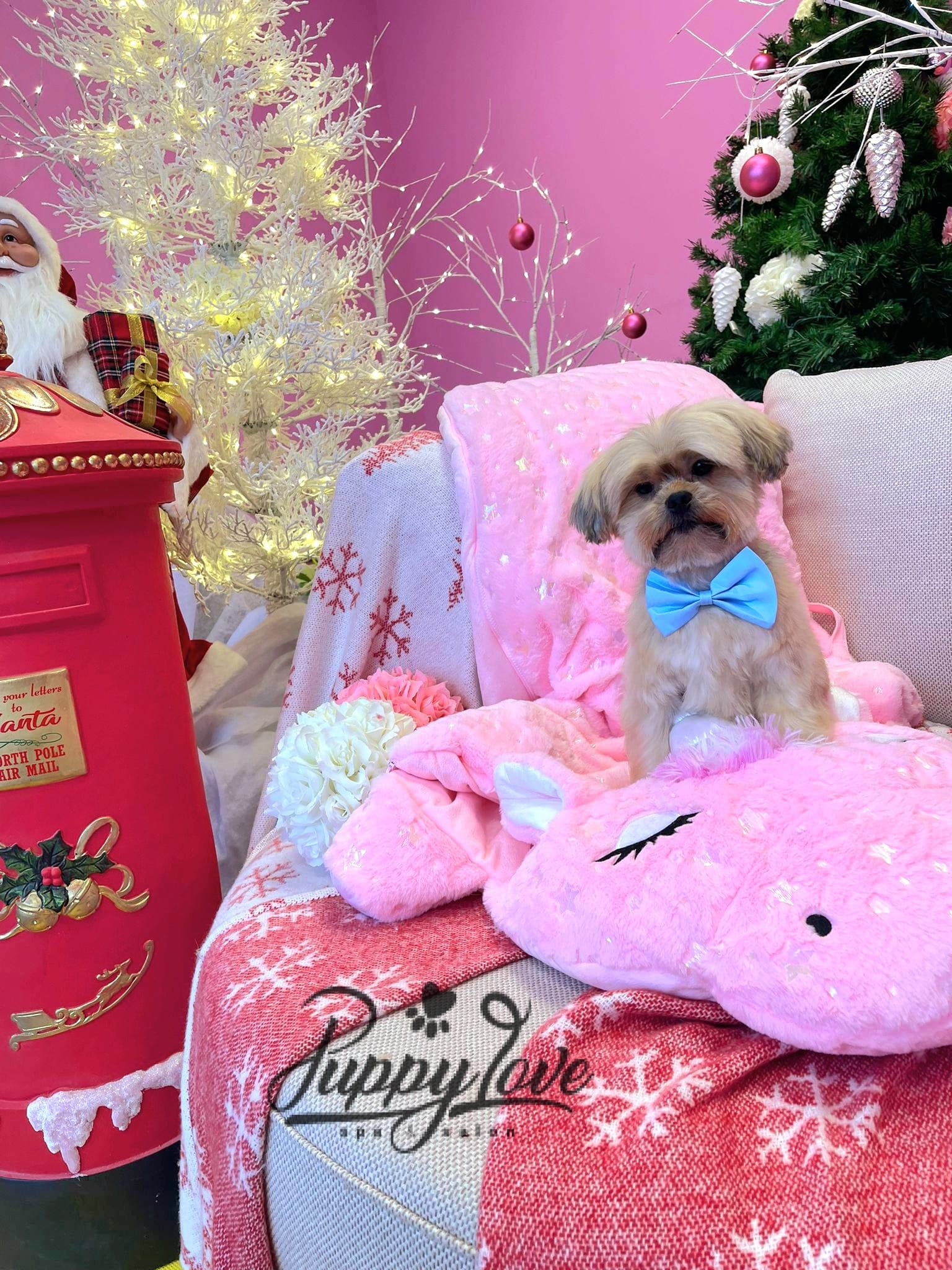 xmas-dog-52