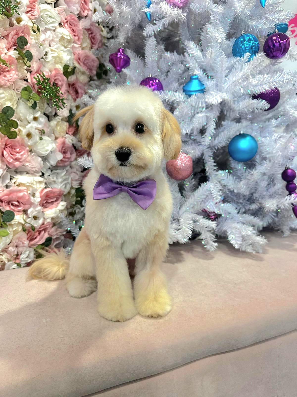 christmas dog 279