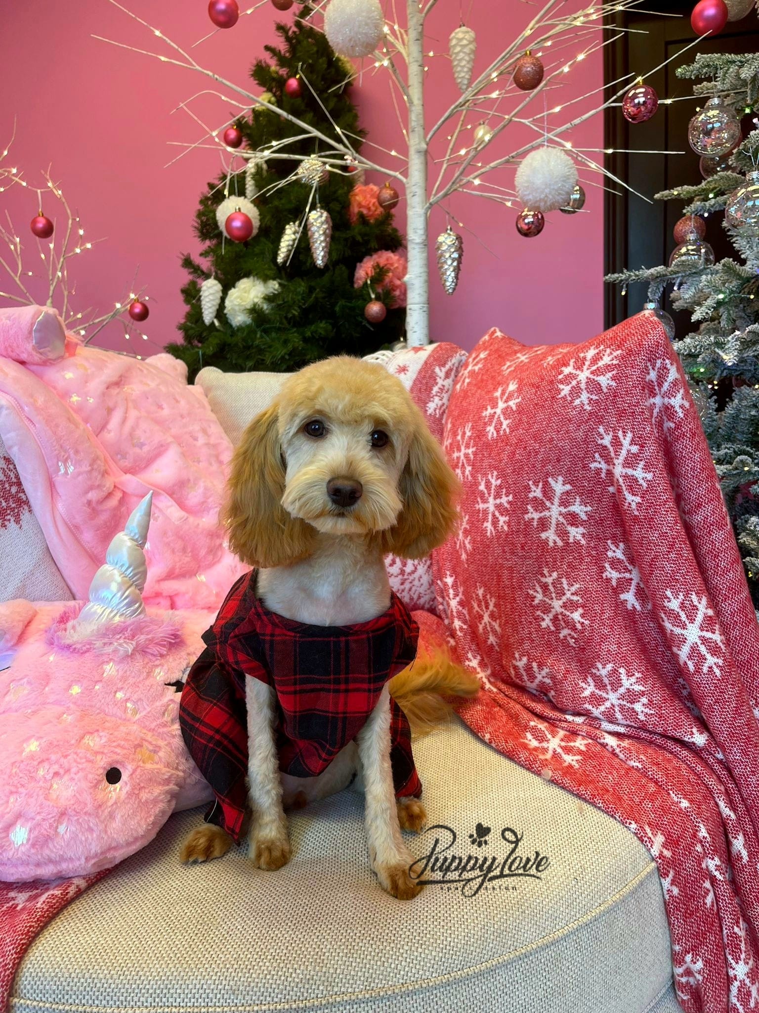 xmas dog