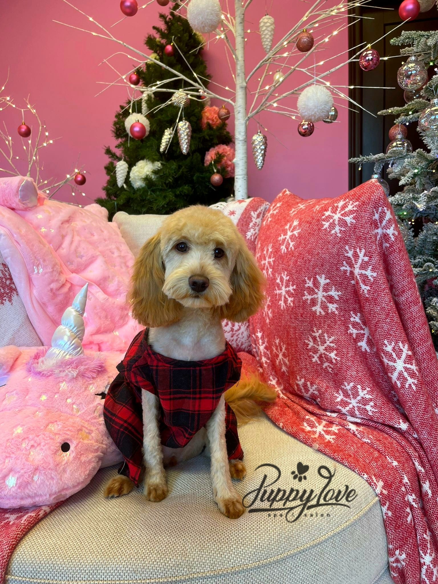 xmas dog