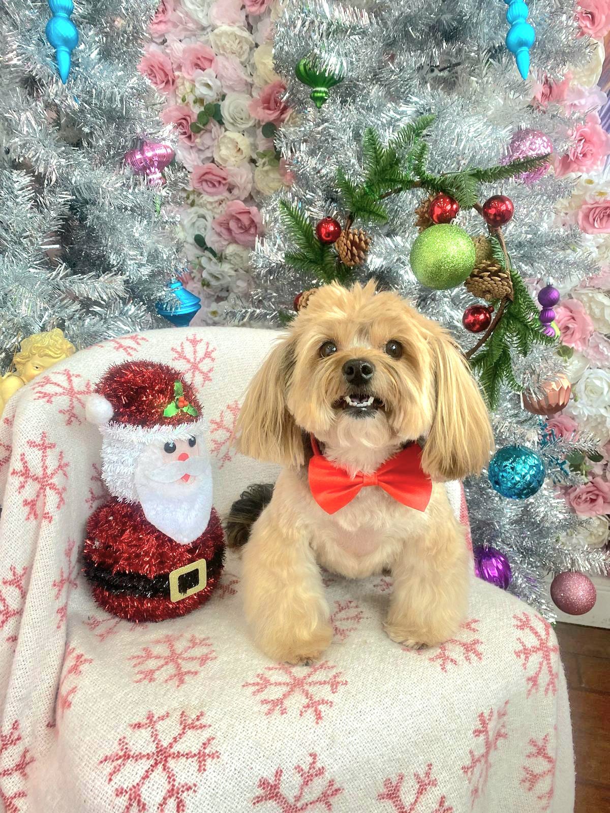 christmas dog 298
