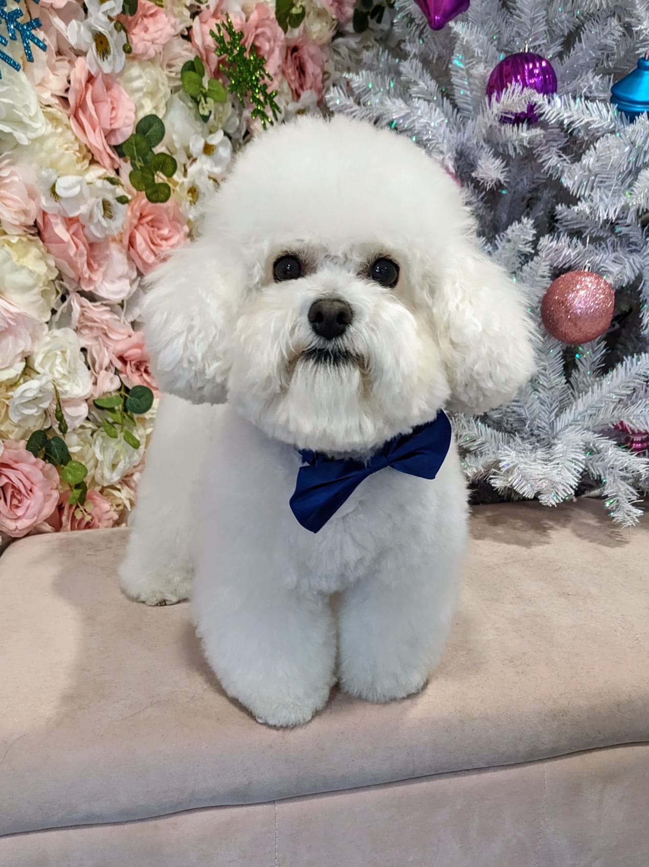 christmas dog 268