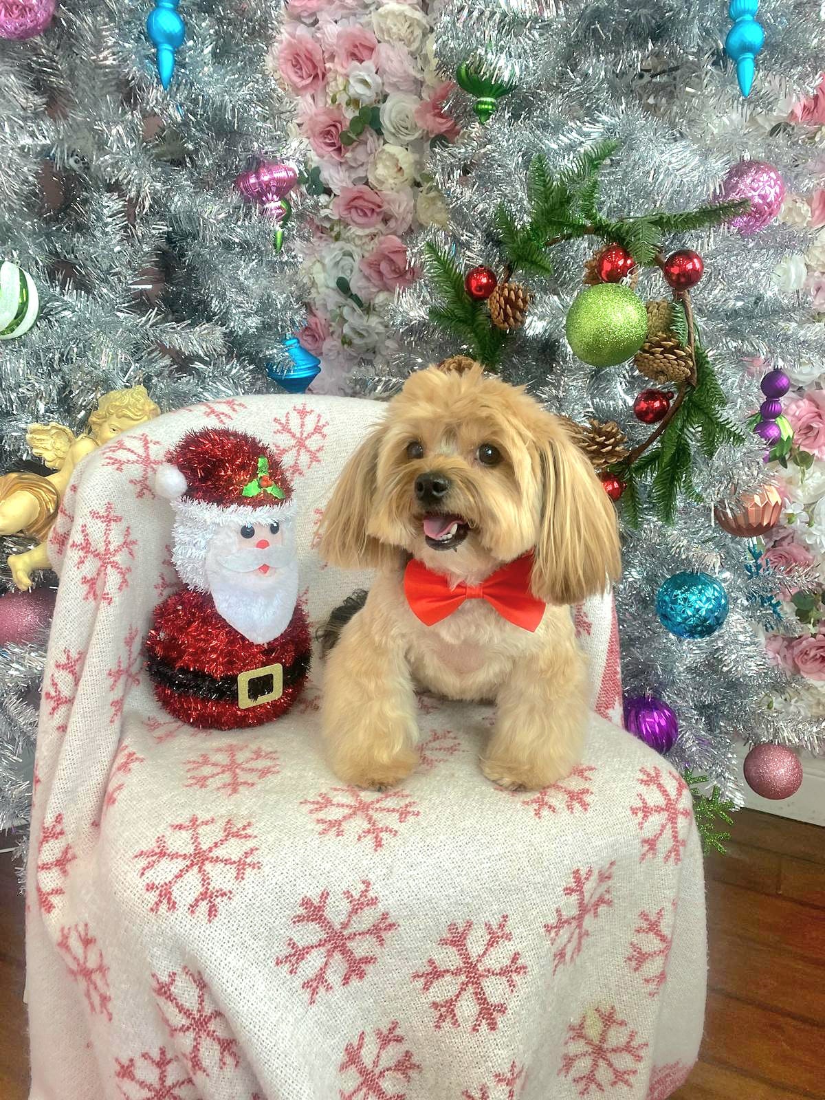 christmas dog 297