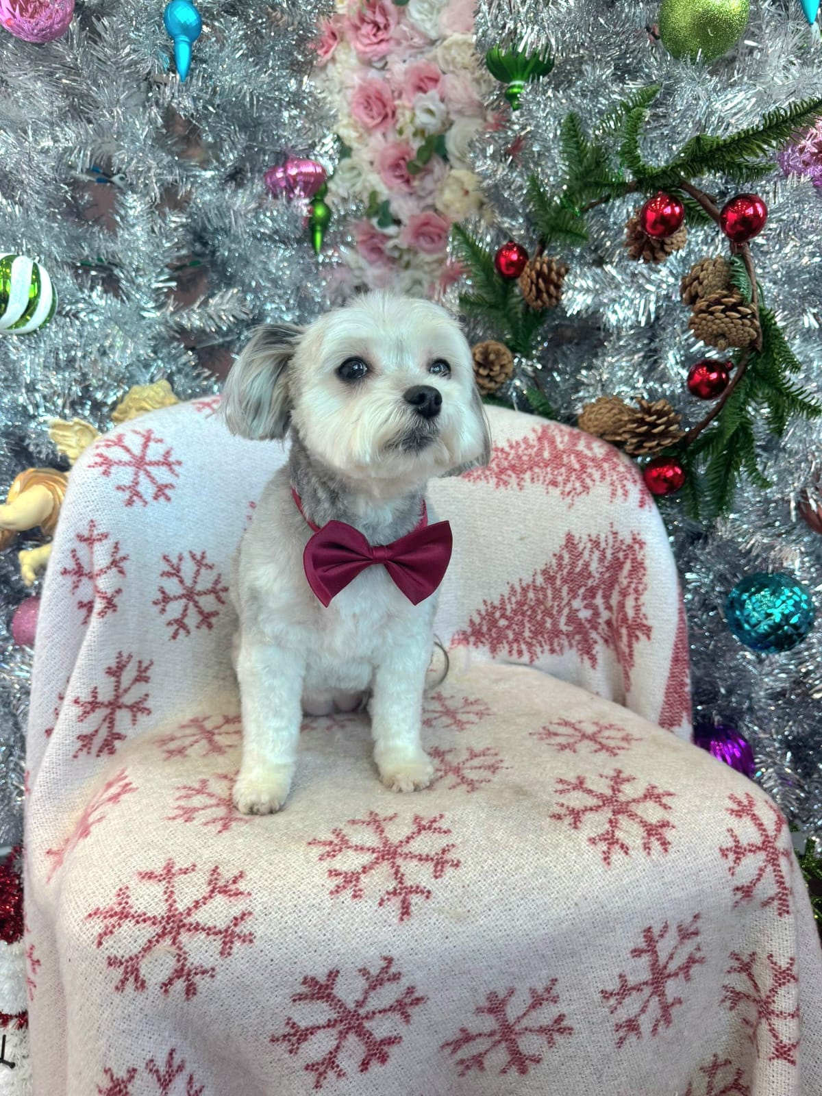 christmas dog 315