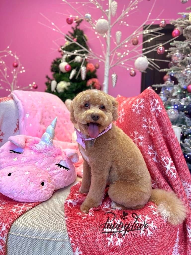 xmas dog