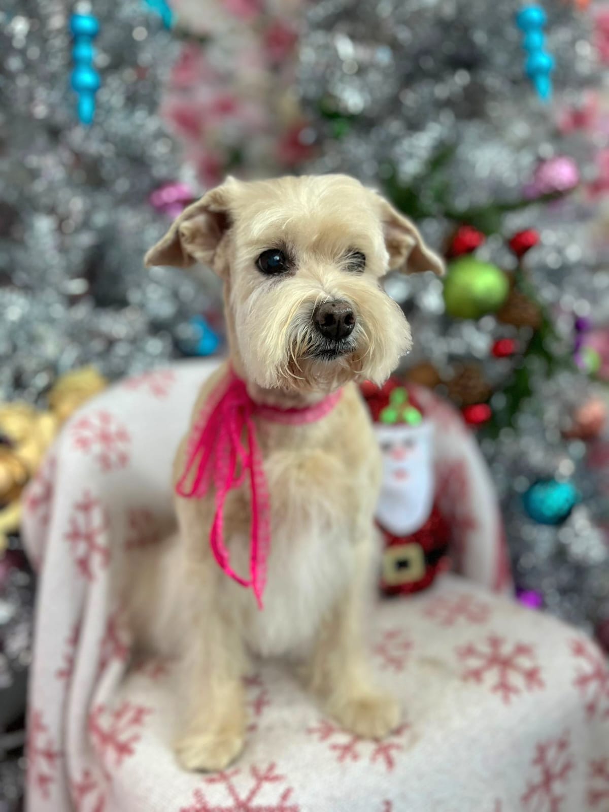 christmas dog 309