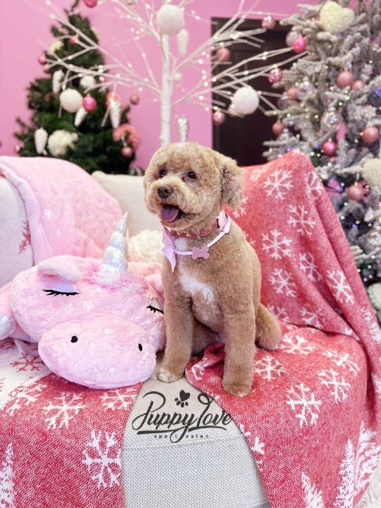xmas dog