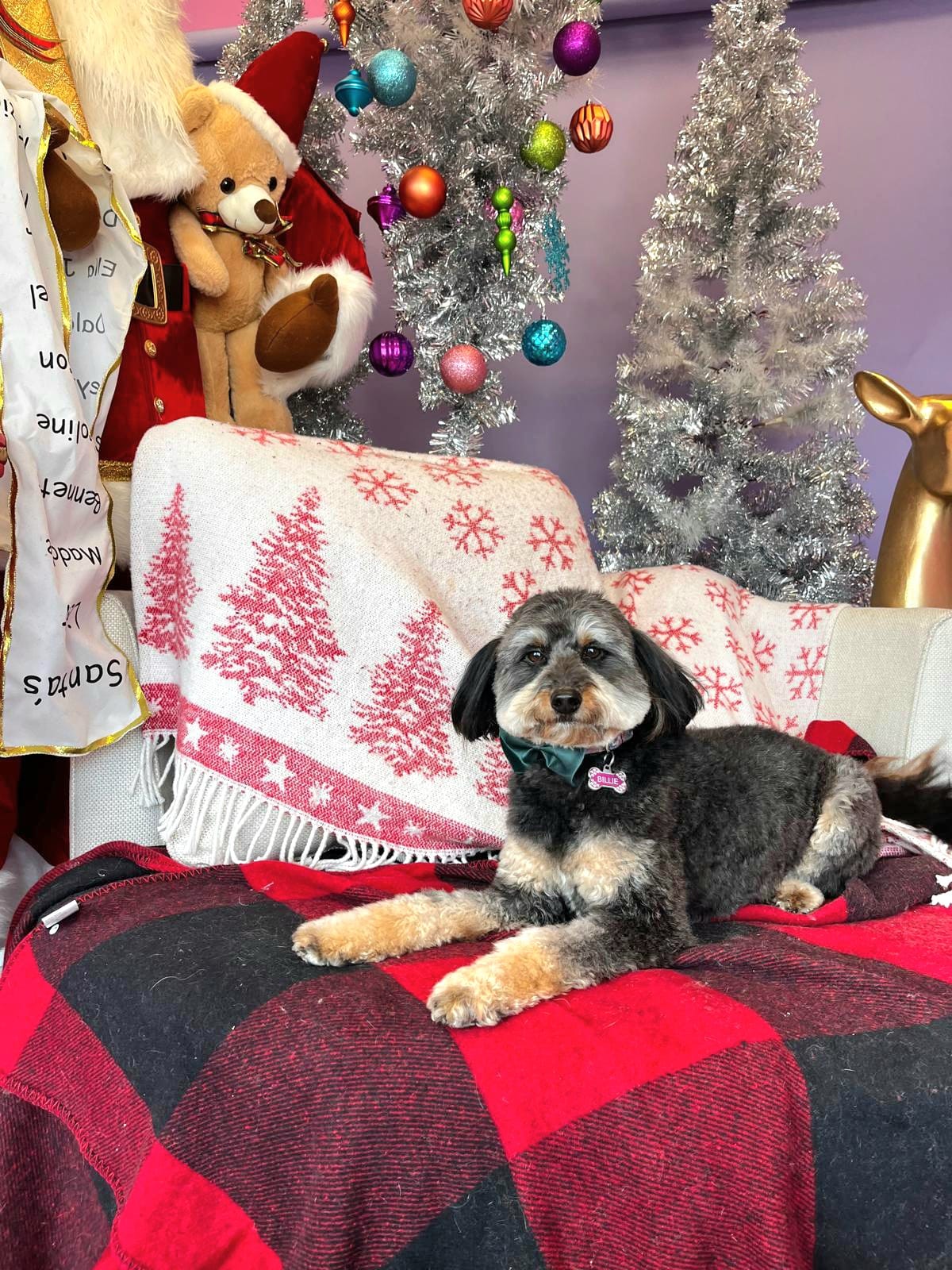 christmas dog 274
