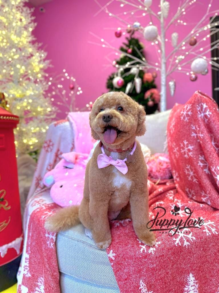 xmas dog