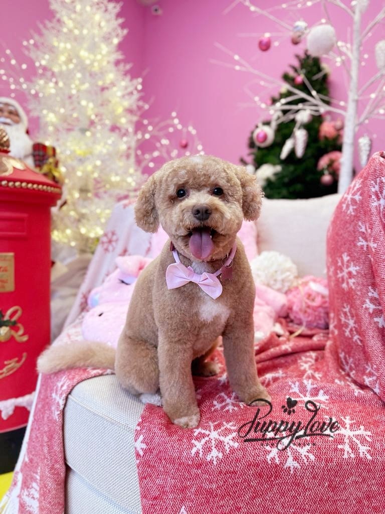 xmas dog